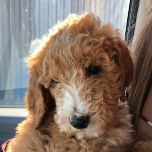 Meet your Posher, Kristen